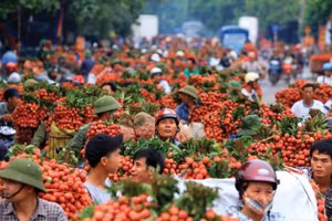 Người dân Bắc Giang vào vụ vải thiều. Ảnh: IT