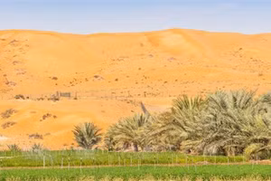 Canh tác luôn trong sa mạc là giải pháp nhanh đối phó vấn đề thiếu hụt lương thực toàn cầu.