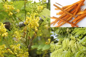 Loại cây Tô mộc thân gỗ có tỉ lệ phân bố không rộng trong tự nhiên.