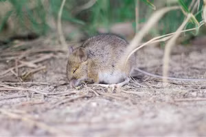 Mối liên hệ giữa dopamine và giấc ngủ