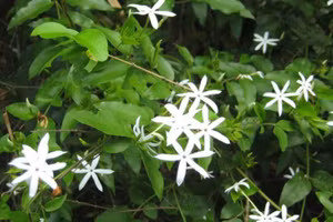 Cây chè vằng mọc hoang.