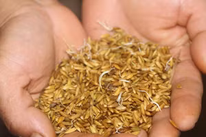 Vì không có chỗ phơi, nên nhiều hạt thóc đã nảy mầm.