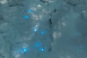 Hiện tượng tuyết phát sáng tại Bắc Cực.