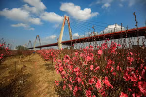 Muôn cảnh xuân về