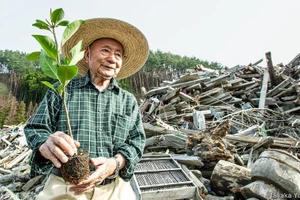 Nhà sinh thái thực vật học Miyawaki Akira (1928 – 2021).