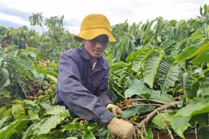 Người dân đi hái cà phê thuê với hy vọng có cái Tết ấm no, đủ đầy.