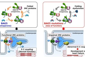BAG5 là yếu tố quan trọng đối với việc xử lý canxi trong tế bào cơ tim.