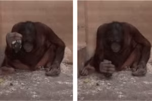 Khả năng sử dụng công cụ của đười ươi