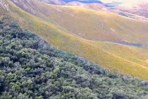 Lý do cây fynbos sống trong môi trường khắc nghiệt