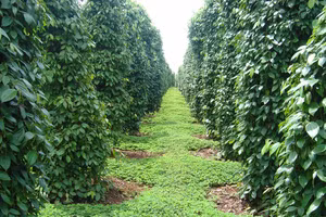 Vườn hồ tiêu được dùng vi nấm để tuyến trùng ký sinh.