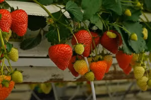 Dâu tây phát triển tốt khi ứng dụng công nghệ mới.