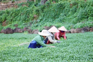 Rau cứu đói trên vùng giếng cổ Chăm Pa