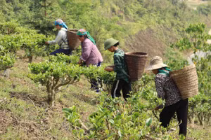 Người dân bản Huồi Khả, xã Huồi Tụ hái những búp chè Shan tuyết.