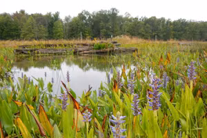 Một góc đầm lầy theo mùa trong thung lũng Cuyahoga ngày nay.