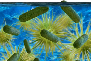 Thời gian tổ tiên của vi khuẩn legionella lây nhiễm tế bào