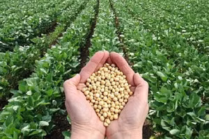 Đậu tương được biến đổi gene.