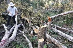 Hiện trường phá rừng quy mô lớn trên địa bàn huyện Ea H’Leo thời kỳ ông Viên chịu trách nhiệm lãnh đạo, chỉ đạo công tác quản lý, bảo vệ rừng.