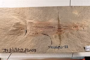 Tổ tiên lâu đời của bạch tuộc