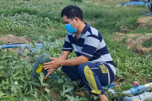 Dưa hấu quá ngày thu hoạch, anh Nguyễn Văn Tân lo lắng phải bỏ cả ruộng dưa, tay trắng mà về quê.