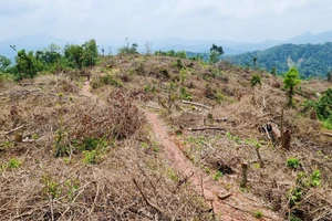 Một khoảnh rừng tự nhiên bị phát trắng.