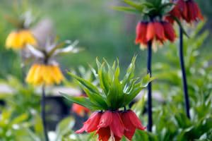 Rực rỡ hoa tulip