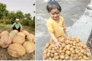 Nhờ dùng phân Herbal Kunapajala, năng suất bí ngô và kiwi đều tăng cao.