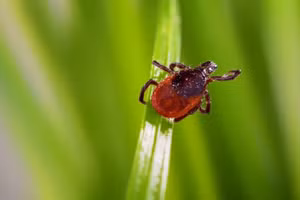 Tử vong do virus hiếm từ bọ ve