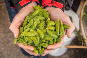 Chồi vân sam: "Tiền" chỉ có ở Alaska