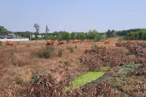 Dù rao bán và nhận tiền đặt cọc khách hàng từ cối năm 2020 nhưng đến nay khu đất Thời Đại Land rao bán vẫn là khu đất bỏ hoang.