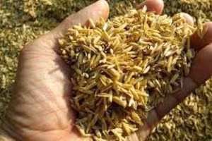 Vật liệu xử lý nước từ vỏ trấu