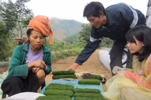 Khách mua rêu suối mùa xuân.