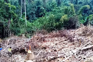 Hơn 2,1ha rừng tự nhiên ở bản Cóc, xã Sơn Thủy, huyện biên giới Quan Sơn bị chặt phá.