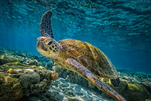 Khám phá bí mật để trường thọ