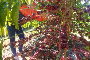 Tiến sĩ nghiên cứu chế phẩm làm cà phê chín hàng loạt