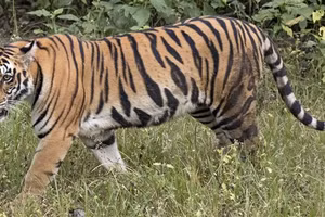 Những điều thú vị về loài hổ