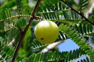 Quả me rừng vốn mọc hoang ở nước ta.