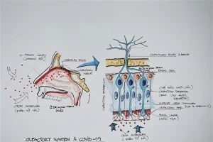 Sơ đồ về hệ khứu giác và tác động của Covid-19. Ảnh: PGS.TS Trần Huỳnh.