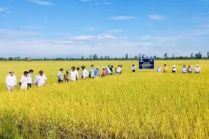 Mô hình lúa hữu cơ được trồng thử nghiệm trong vụ Đông Xuân năm 2021 – 2022. Ảnh: Đăng Đức