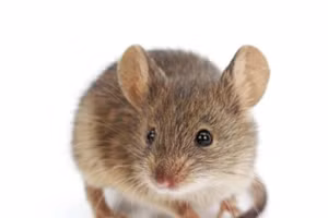 Vi khuẩn ruột tác động đến não