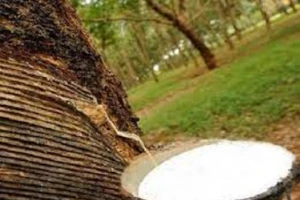 "Chẩn đoán" nhanh lượng đường trong mủ cao su