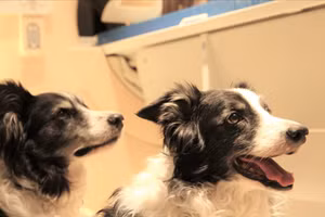 Chó có thể nghe được ngoại ngữ?