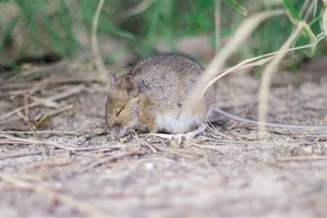 Mối liên hệ giữa dopamine và giấc ngủ