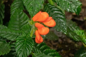 Gasteranthus extincus được phát hiện trong rừng mây ở Ecuador. 