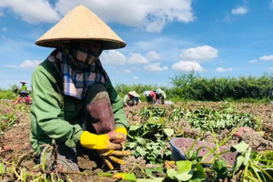 Nông dân tất bật thu hoạch khoai lang để tránh giá giảm.