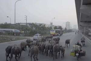 Một cảnh quay đầy ngẫu hứng trong phim “Vào đời” tại Hà Nội.