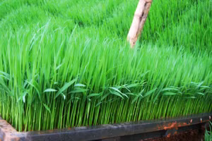 Ảnh minh họa/INT