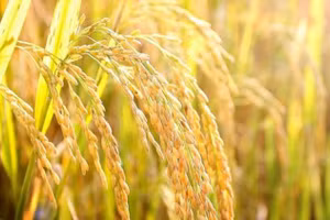 Ảnh minh họa/INT