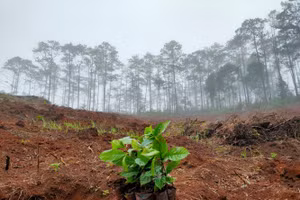 Nhóm “Phủ xanh Măng Đen” xót xa khi thấy những mảng đồi trọc.