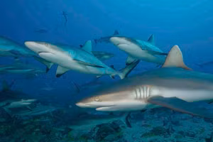 Cá mập di chuyển đến vùng nước sâu nếu cảm thấy không an toàn.