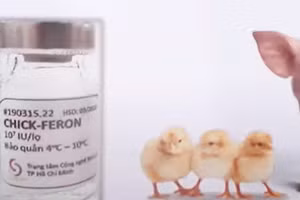 Chế phẩm được nghiên cứu tại Việt Nam.